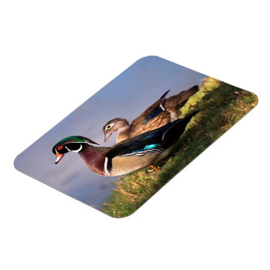 Seeufer, Holzente Magnet (Linke Seite)