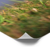 Seeufer, Holzente Poster (Ecke)