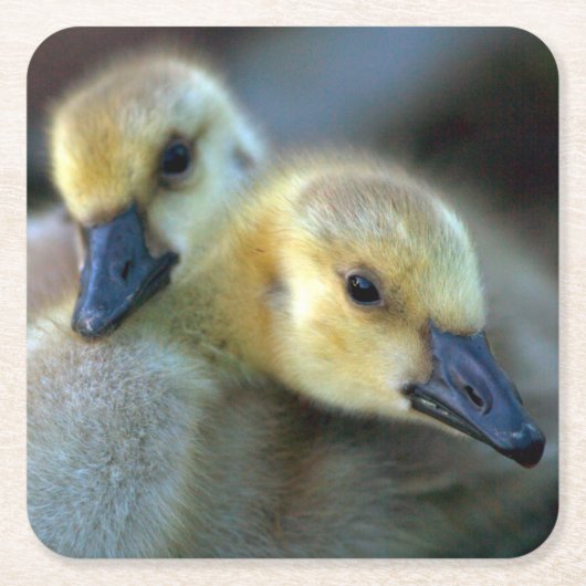 Seeufer Rechteckiger Pappuntersetzer (Vorderseite)