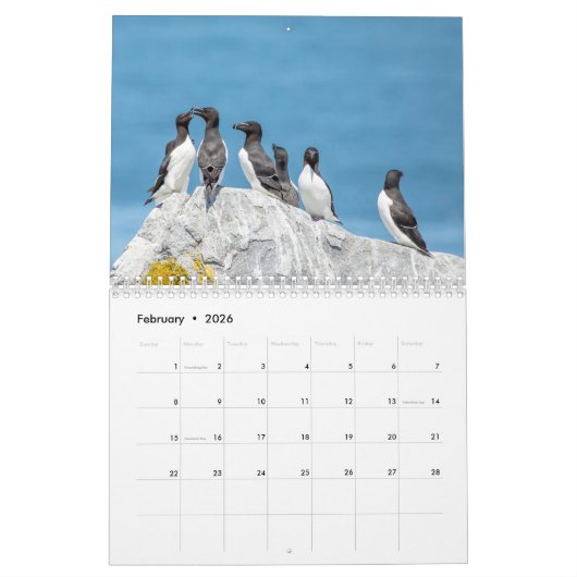 Seevögel auf Machias Siegel Island 2026 Kalender (Feb 2026)