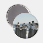 SEEvögel Magnet (Vorderseite/Rückseite)