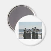 SEEvögel Magnet (Vorderseite/Rückseite)