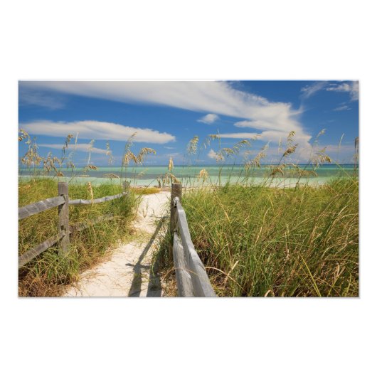 Seeziegen (Uniola paniculata), die am Strand angeb Fotodruck (Vorne)