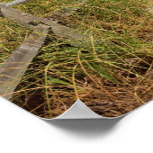 Seeziegen (Uniola paniculata), die am Strand angeb Poster (Ecke)