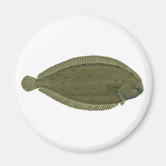 Seezunge Magnet (Vorne)