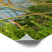 Seezunge Poster (Ecke)