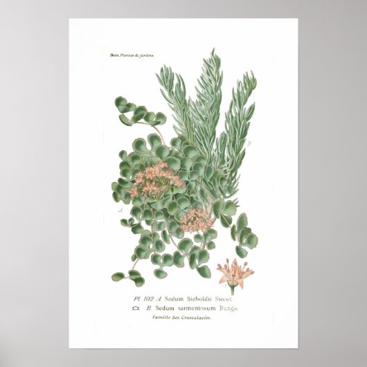 Seezunge Poster (Vorne)