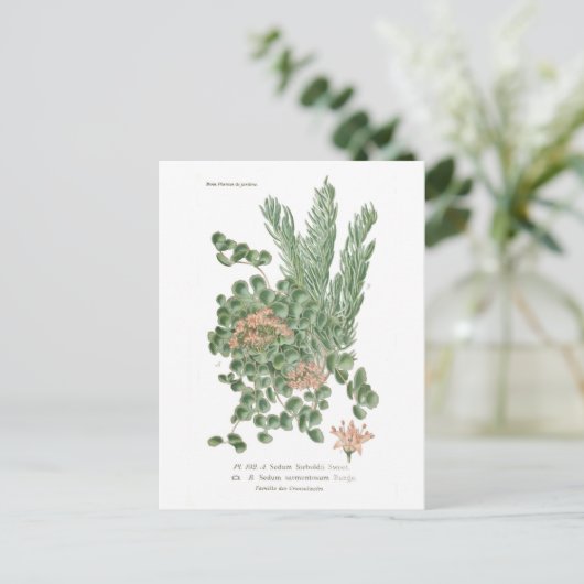 Seezunge Postkarte (Stehend Vorderseite)