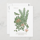 Seezunge Postkarte (Vorne/Hinten)