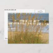 Seezunge Postkarte (Vorne/Hinten)