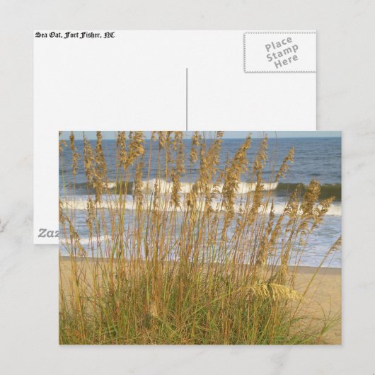 Seezunge Postkarte (Vorne/Hinten)