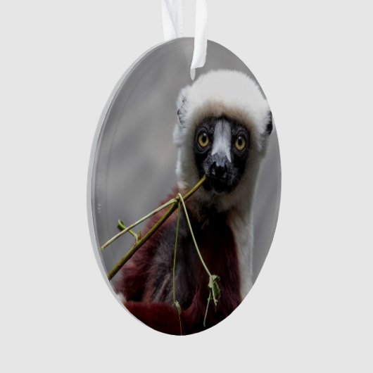 Sefaka Lemur-Tier-Tier-Foto Ornament (Vorderseite)