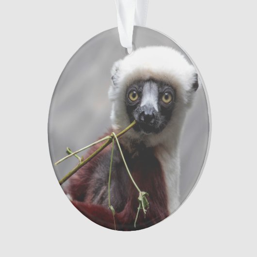 Sefaka Lemur-Tier-Tier-Foto Ornament (Vorderseite)