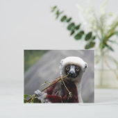 Sefaka Lemur Wildlife Animal Foto Postkarte (Stehend Vorderseite)