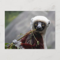 Sefaka Lemur Wildlife Animal Foto