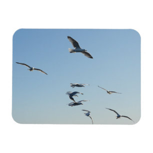 Segel Möwen Fliegen Mit Blauem Himmel Entspannend Magnet
