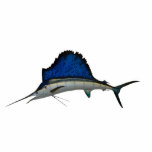 Segelfisch Fotoskulptur Magnet<br><div class="desc">Angebrachter Segelfisch gefangen in St Augustine, Florida.</div>