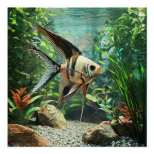 Segelflosser schwimmen im Süßwasseraquarium  Poster