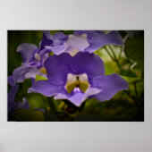 Segen der Natur Poster (Vorne)