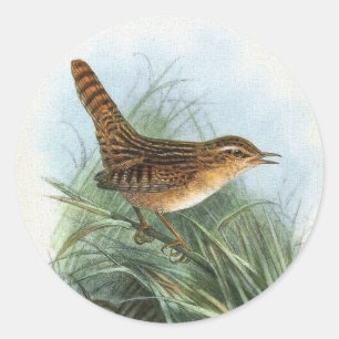 Segge-Zaunkönig-Vintage Vogel-Illustration Runder Aufkleber