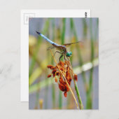 Seggegras und Libelle Postkarte (Vorne/Hinten)