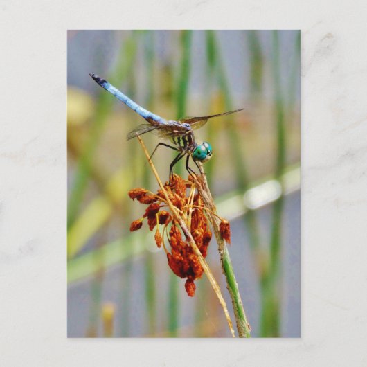 Seggegras und Libelle Postkarte (Vorderseite)