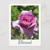 Segnung Rose Postkarte (Vorderseite)