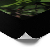 Sego Lily Print Poster (Ecke)