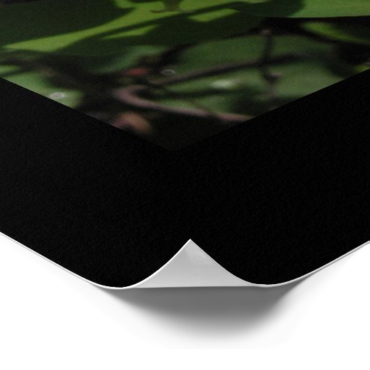 Sego Lily Print Poster (Ecke)