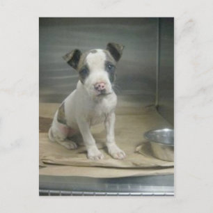 Sehe ich dir gemein aus? postkarte