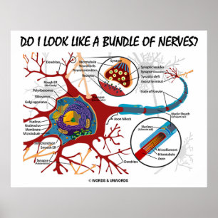 Sehe ich wie ein Bündel Nerven aus? Neuron Synapse Poster