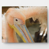 Sehen Sie die Pelican Plaque an Fotoplatte (Vorderseite)