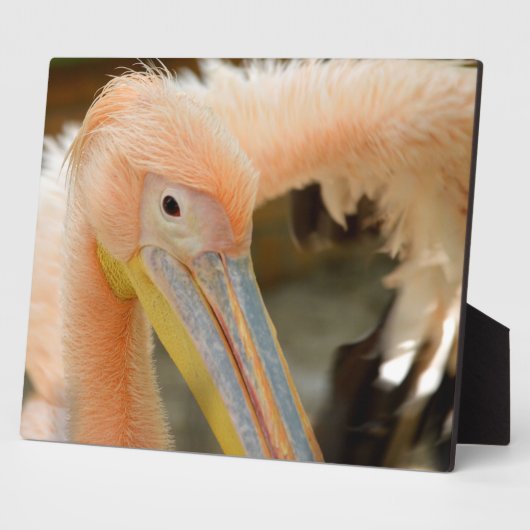 Sehen Sie die Pelican Plaque an Fotoplatte (Seite)