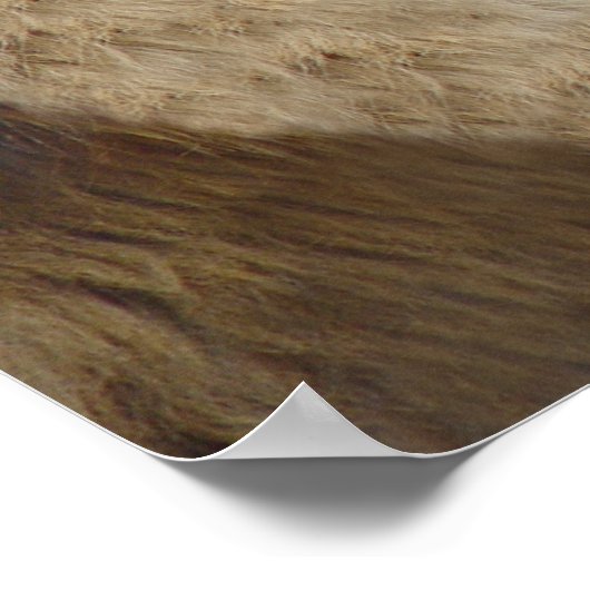 Sehen Sie Ma, keine Kavities! Lion Poster Print (Ecke)