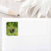 Sehen Sie sich die Eichhörnchen-Rücksendeadressen- (Insitu)