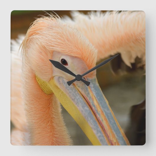 Sehen Sie sich die Pelican Wall Clock an Quadratische Wanduhr (Vorderseite)