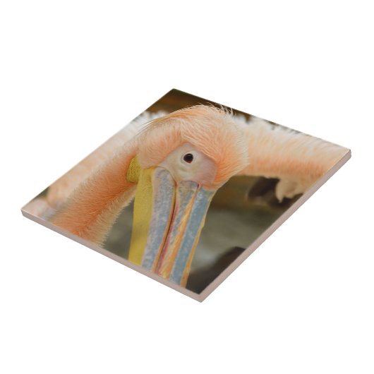 Sehen Sie sich die Pelikane-Tile an Fliese (Seite)