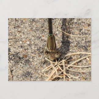 Sehen Sie sich Sie an Postkarte