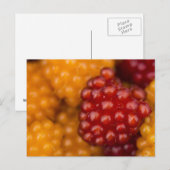 Sehr Berry Postkarte (Vorne/Hinten)