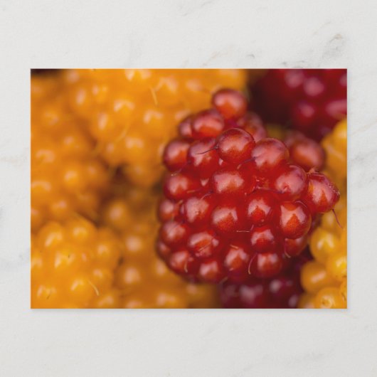 Sehr Berry Postkarte (Vorderseite)