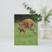 Sehr geehrter Itch Postkarte (Stehend Vorderseite)