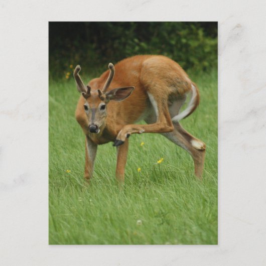 Sehr geehrter Itch Postkarte (Vorderseite)
