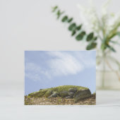 Sehr große Alligator-Postkarte Postkarte (Stehend Vorderseite)