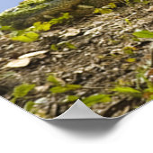 Sehr großes Alligator Panoramaposter Poster (Ecke)