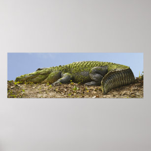 Sehr großes Alligator Panoramaposter Poster