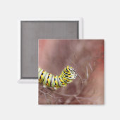 Sehr hungrige Raupe Magnet (Vorderseite/Rückseite)