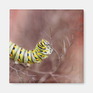 Sehr hungrige Raupe Magnet