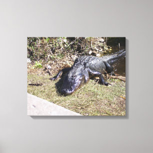 Sehr inhaltlicher Black Alligator der Everglades Leinwanddruck