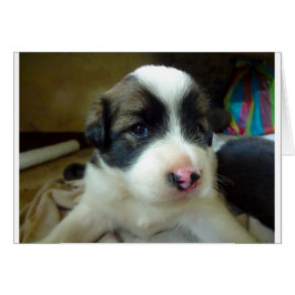 Sehr junge Welpe Niedlich aussehen