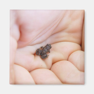 Sehr kleiner schwarzer Frosch über Größe der Magnet